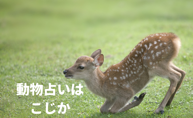 動物占いにはまる。私は人見知りな『こじか』