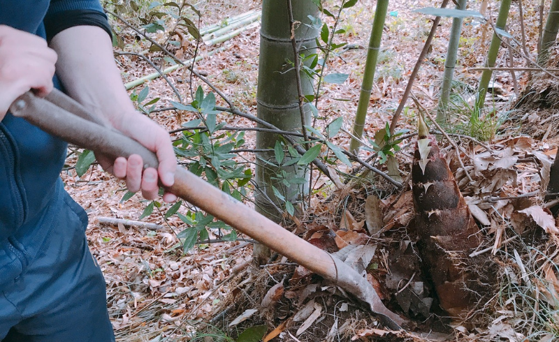 【秘密の穴場】たけのこ掘り in 広島