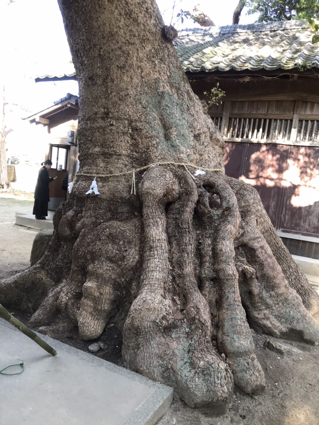 細石神社の御神木