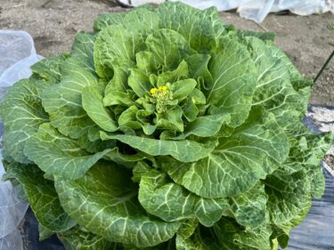 【畑仕事】白菜の菜の花は食べられる？