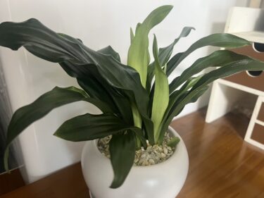 万年青（オモト）というスピリチュアル最強の観葉植物の効果は？