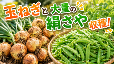 玉ねぎと大量の絹さや収穫！