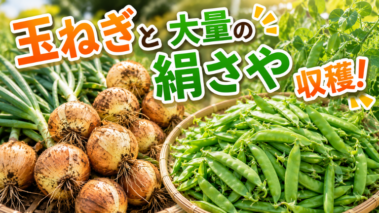 玉ねぎと大量の絹さや収穫！